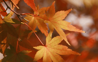 otoño